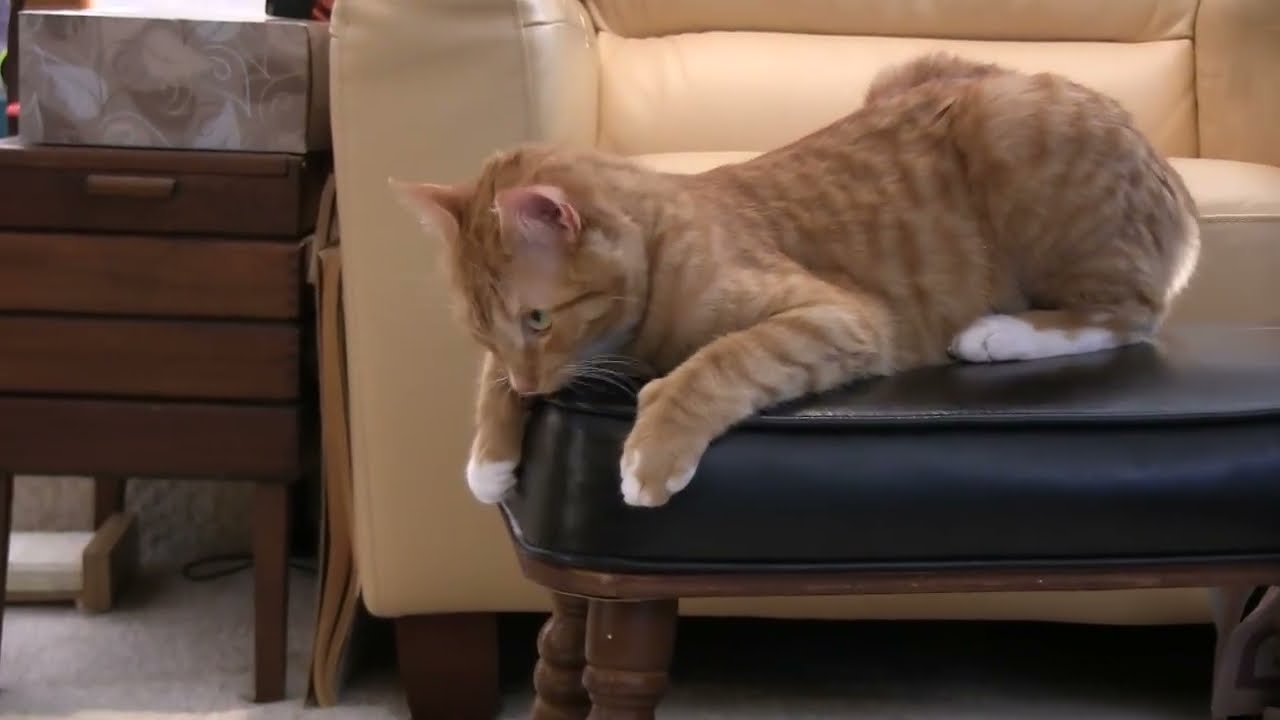 Vincent the Cat vs. Mouse on a String Round 3