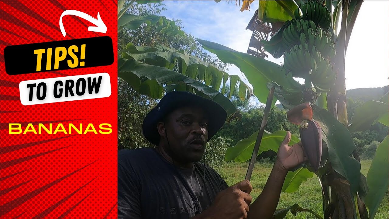 HOW TO GROW AND CARE BANANA TREES IN THE BACKYARD