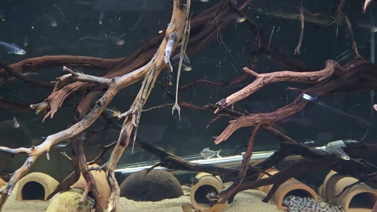 Farlowella acus WC (12/12/2025)