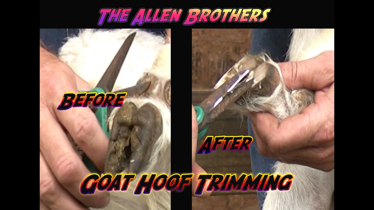 Trimming Overgrown Goat Hooves/ The Allen Brothers