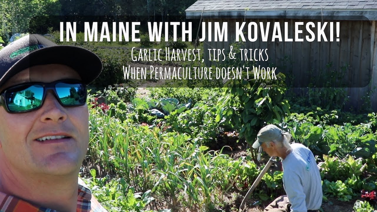 Jim Kovaleski in Maine!  Grass-Fed Garlic? In the Market Garden
