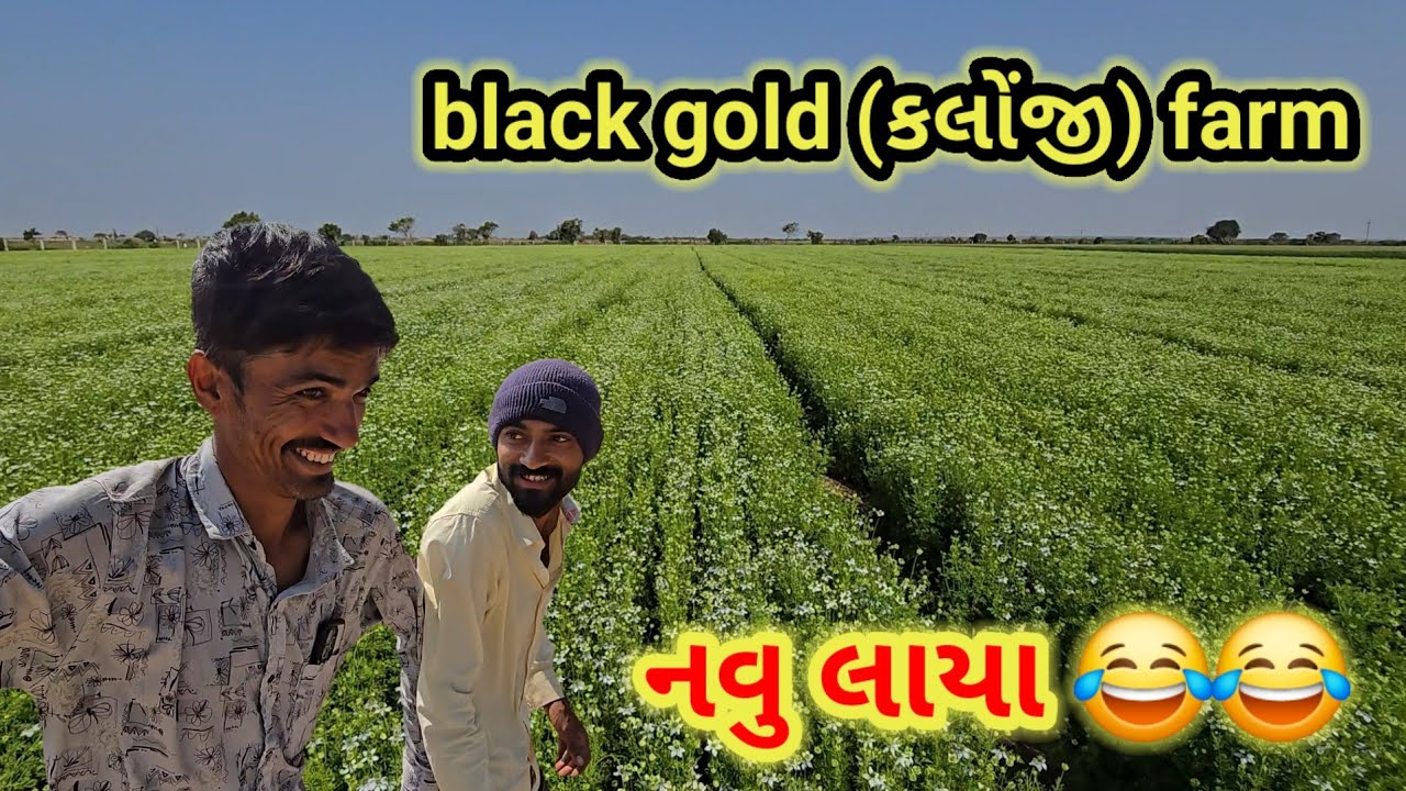 Black gold (કલોંજી) farm || village life 