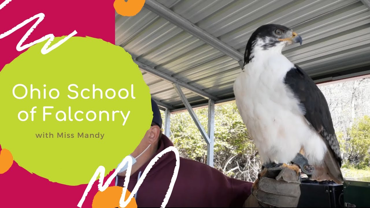 Ohio School of Falconry with Miss. Mandy