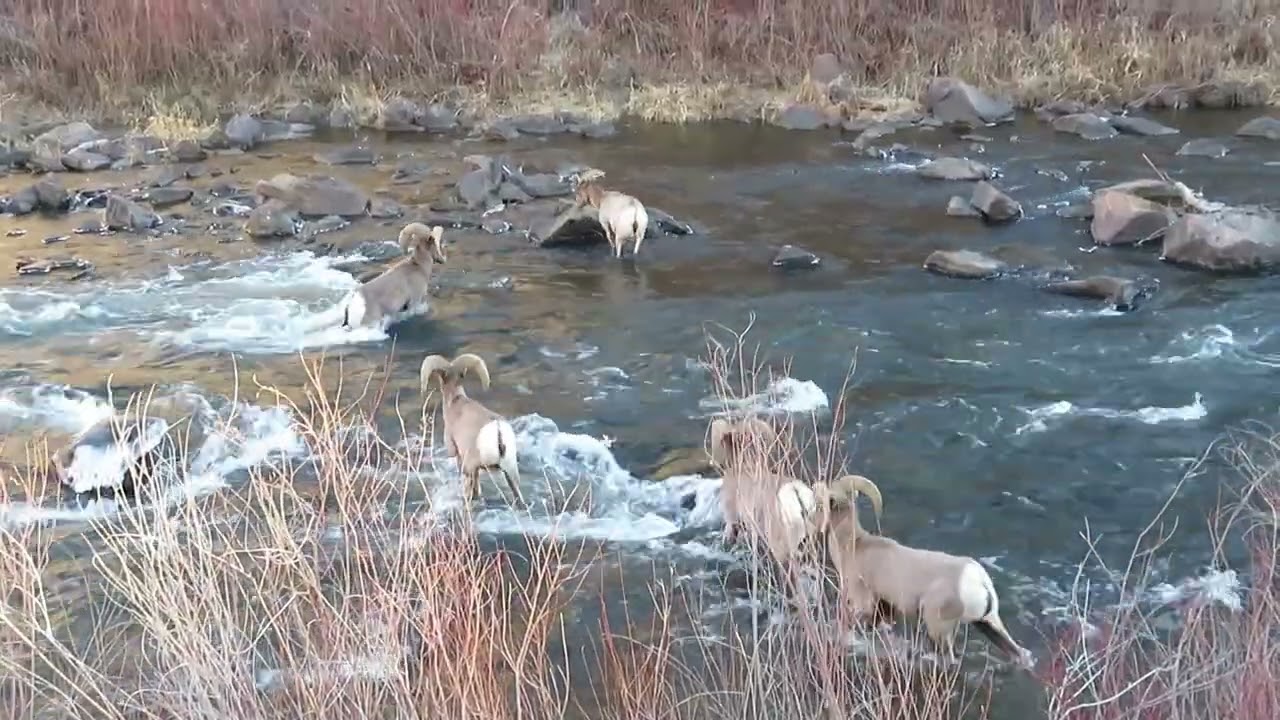 Rams cross the River