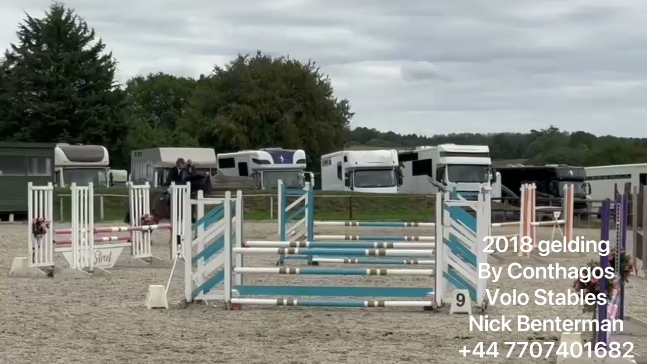 2018 gelding by Conthagos 
