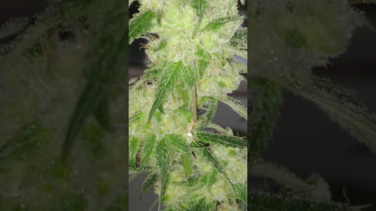 GMO x Ethos Cookies