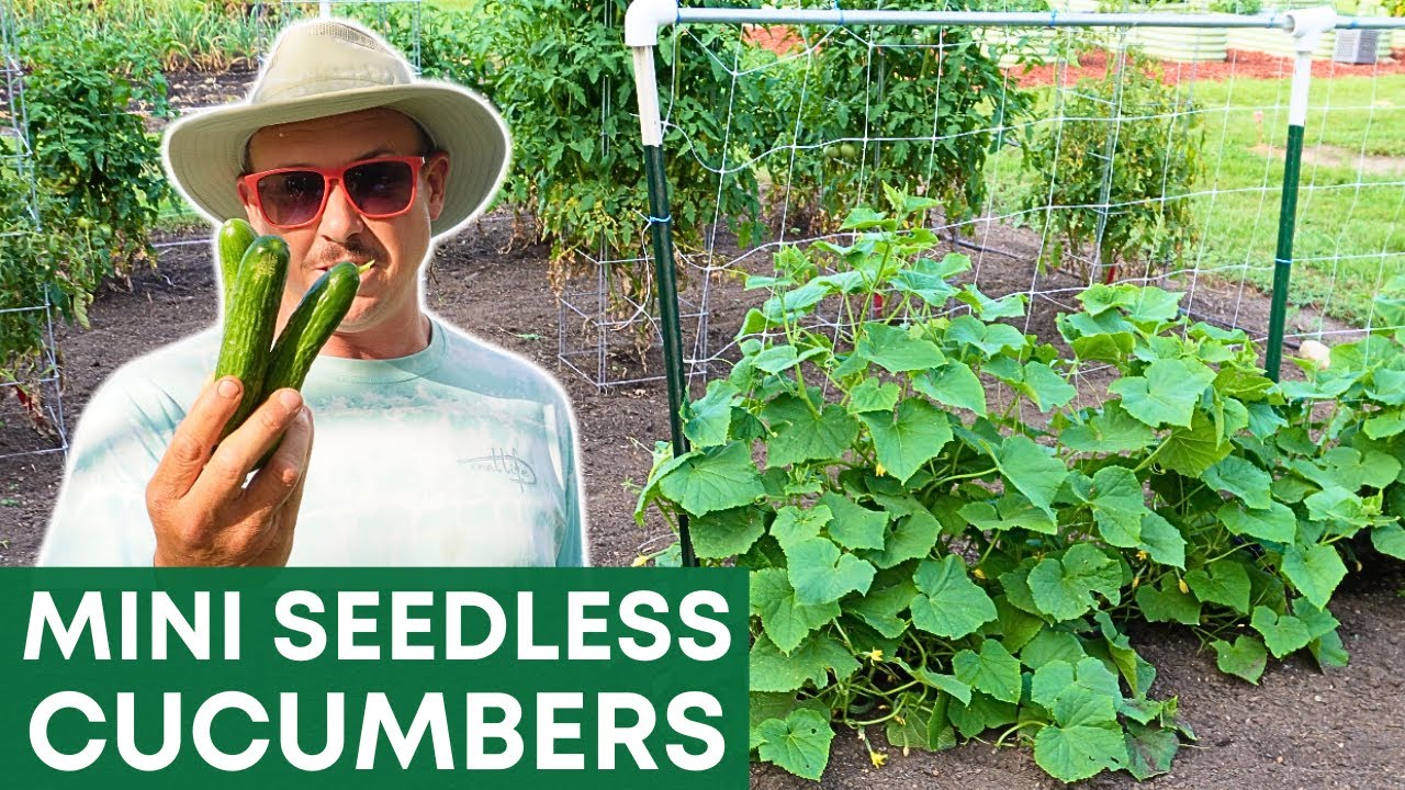 These Mini Cucumbers are CRAZY PRODUCTIVE!