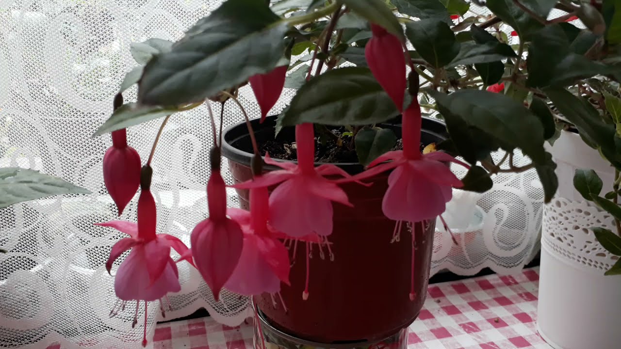 🌺KÜPELİ ÇİÇEĞİ çoğaltma Toprak ve saksı değişimi Açmayan küpeli