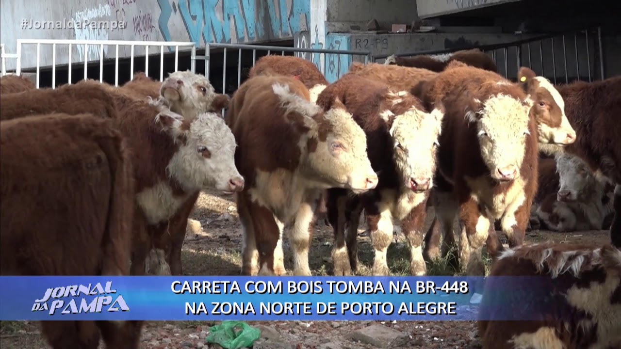 Carreta com bois tomba na BR-448 na zona norte de Porto Alegre | Jornal da Pampa | 08/08/2018