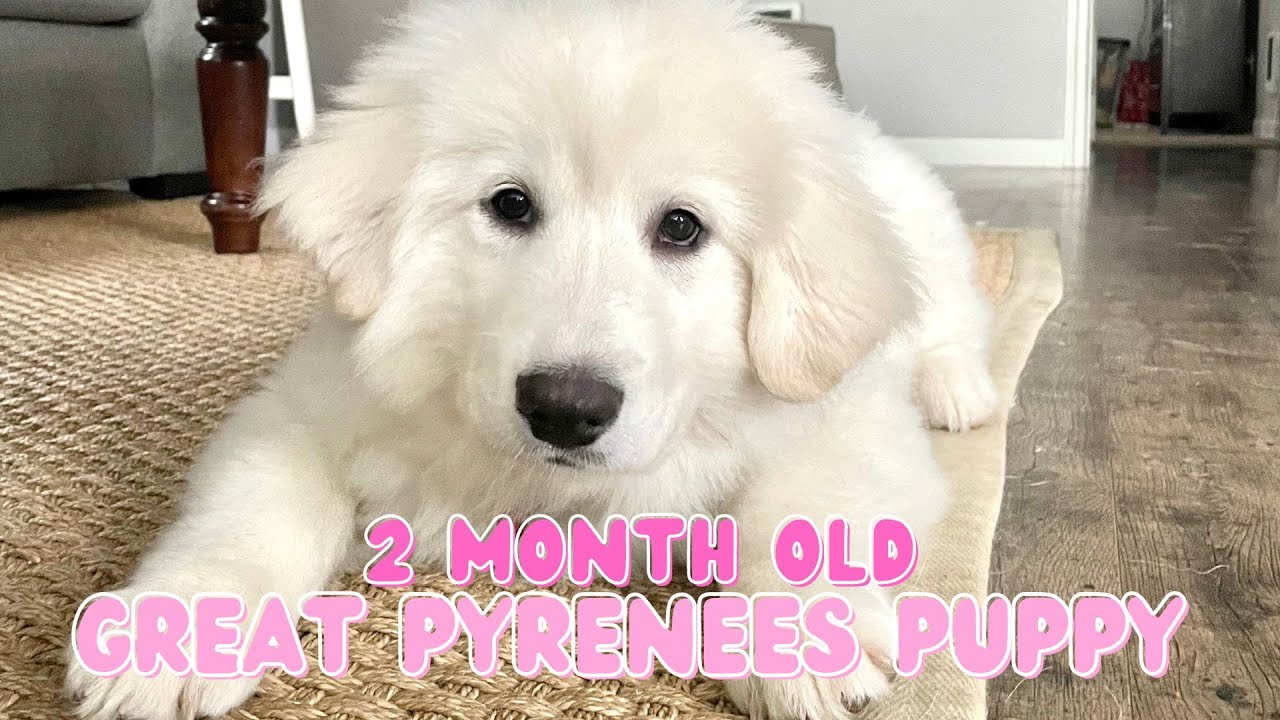 2 Month Old Great Pyrenees Puppy