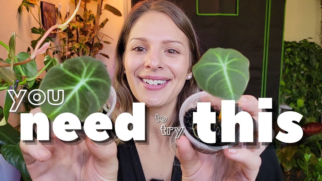 How to Grow Alocasia | Does Fluval Stratum Really Work?