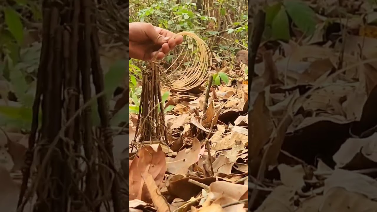 amazing trap catching wild chicken
