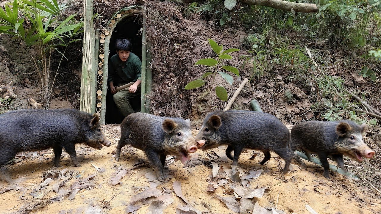 5 days building a shelter, giant wild boar attacks, dangerous escape, green forest life, survival