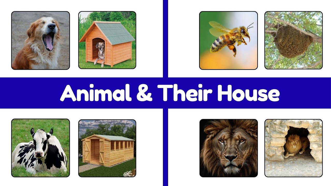 Animal and Their Homes for Kids | Learn Animals and Their Houses | Preschool & Kindergarten Learning
