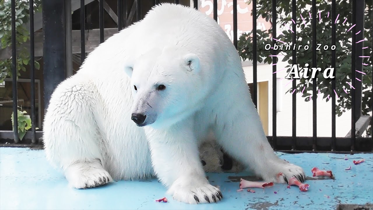 RIP Polar bear Tsuyoshi 丨ホッキョクグマ シロクマ ツヨシ ズーラシア アイラ おびひろ動物園