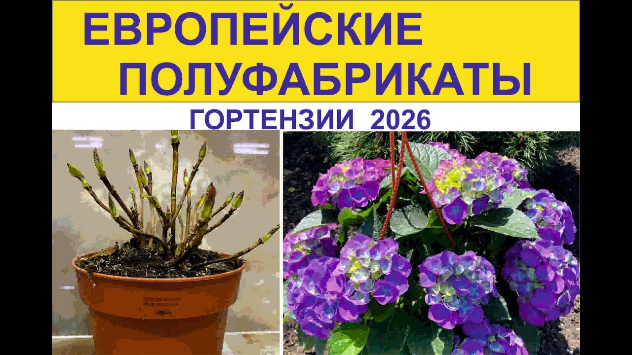 Полуфабрикаты ГОРТЕНЗИИ 2026