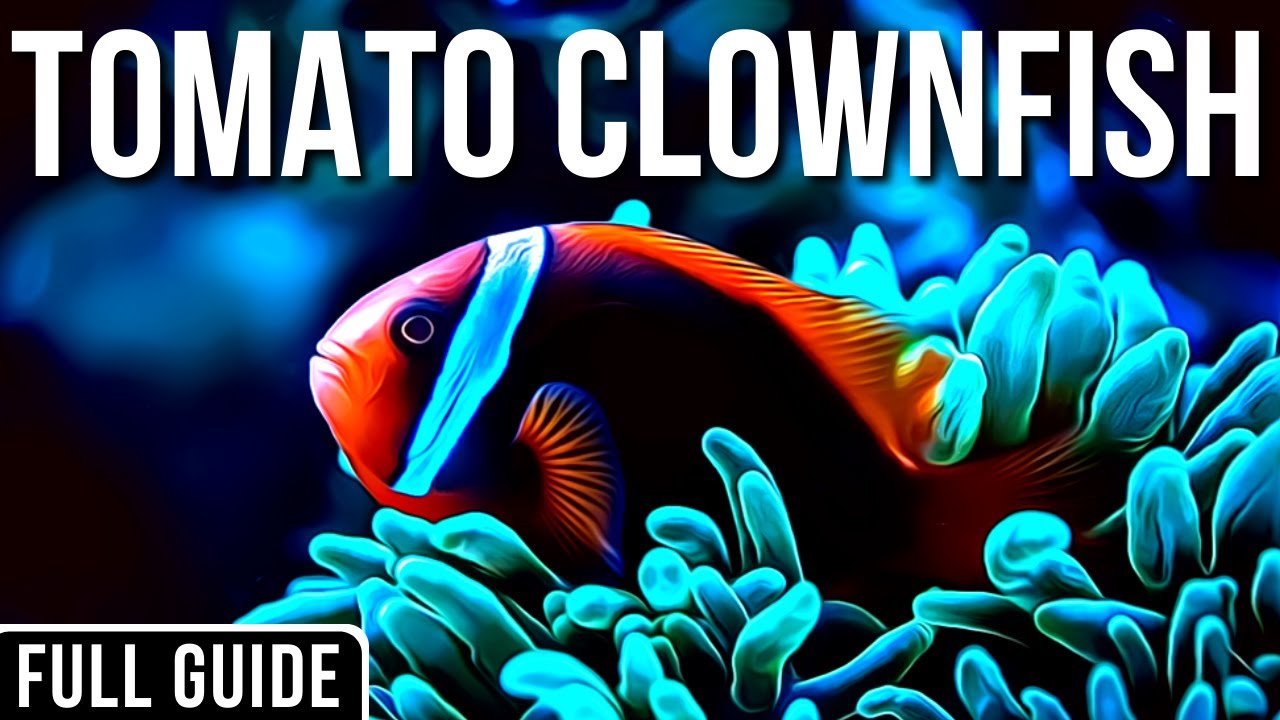 Tomato Clownfish Info And Care | Tomato Clownfish Care Guide For Beginners!