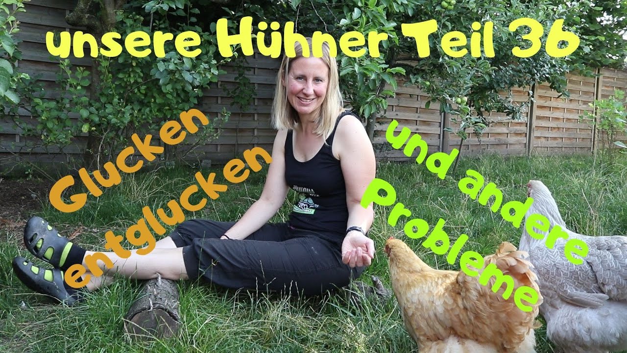 unsere Hühner Teil 36: Glucken entglucken und andere Probleme mit den Süßen
