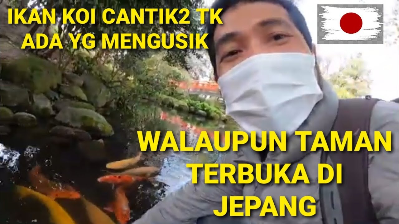 BANYAK IKAN KOI CANTIK2 TDK ADA YG MENGUSIK MESKIPUN TMPTNYA TENGAH KOTA DN TERBUKA DI TAMAN #JEPANG