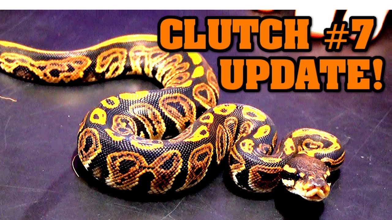 Clutch #7 update!!!  Black pastel banana x normal!  Baby ball pythons!