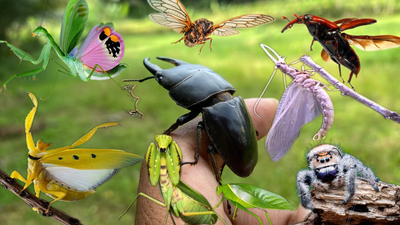 catch and observe insects in their habitat