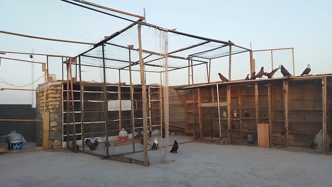 اليوم  مواضيع اهوايه بخصوص الطيور الاكبار والمخاليف 7/7/2023