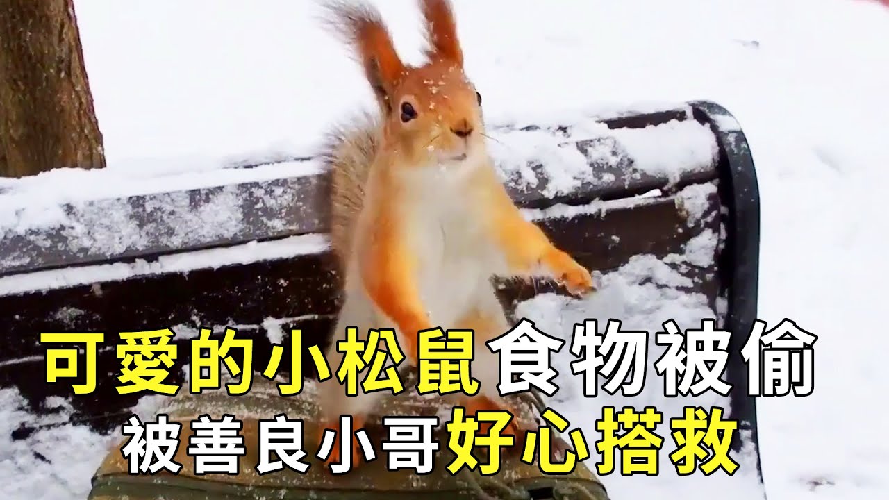 可愛的小松鼠過冬食物慘被偷，傷心的倒地哭唧唧，被善良小哥好心搭救【小奶狗觀影】