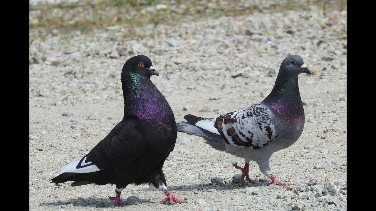 Sonidos De Paloma - Canto De Palomas - Audio De Paloma - Sonido De Paloma Dom&eacute;stica (Columba livia)
