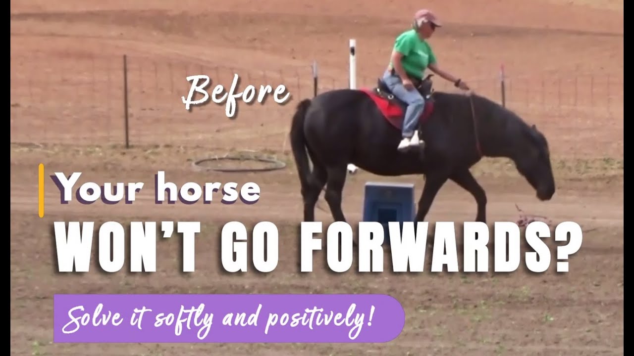 Your Horse Won&rsquo;t Go Forwards?Solve it softly and positively!