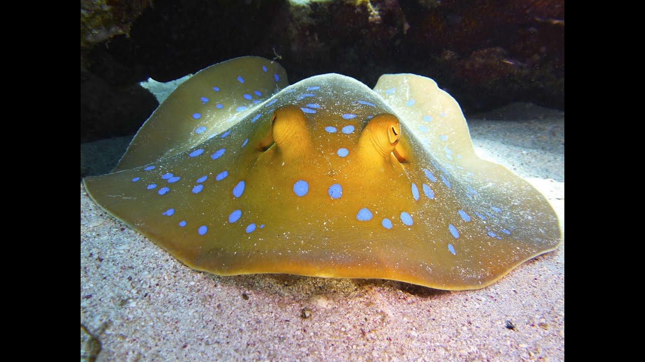Diving Gorgonia Beach Resort, Marsa Alam, Egypt