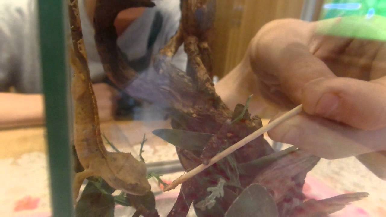 [Karmienie]Gekon orzesiony - Correlophus ciliatus