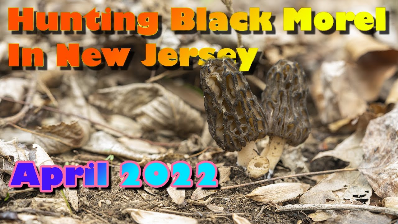 Hunting Black Morel Mushroom in New Jersey, Northeast NA! April 2022 Subtitle CC 野外采羊肚菌，美东新泽西