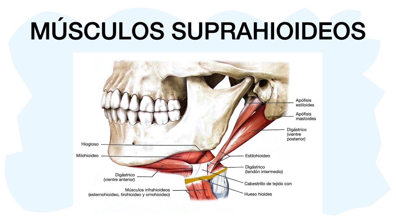 MÚSCULOS SUPRAHIOIDEOS ✅ Anatomía