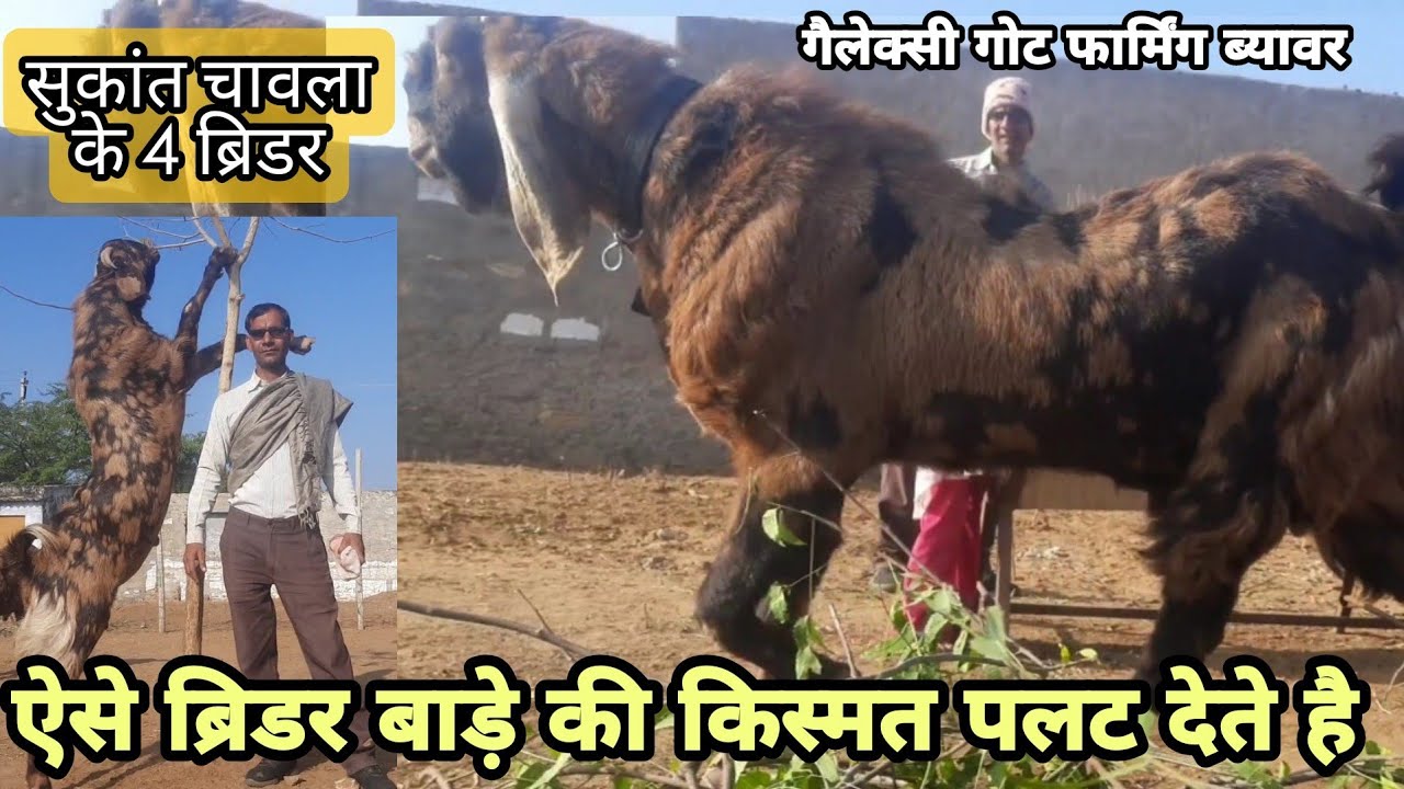 ब्रीडर है बाड़े की जान | किसानों के लिए फ्री ब्रीडिंग | gallaxy farming club | sukant chawla