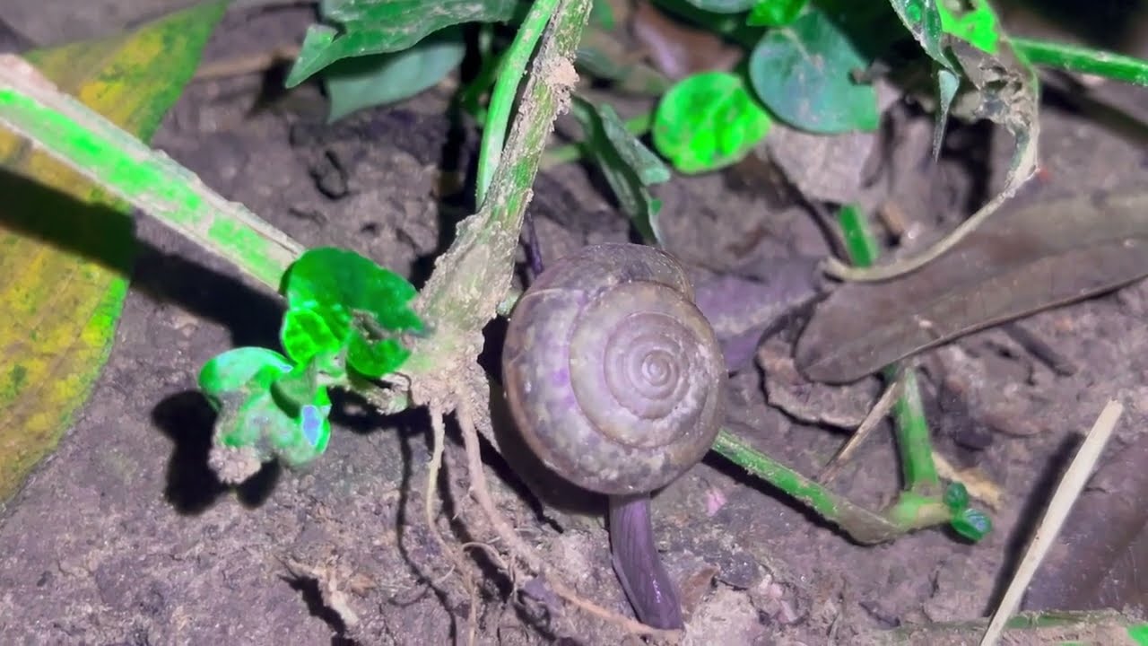 Learn About Tiny Insects😍🍀 #viralvideo #natur #daily #life #viral