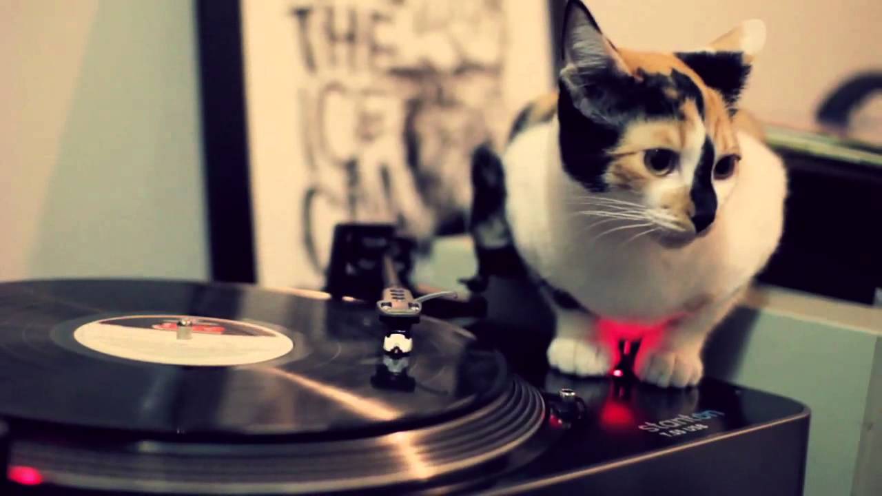 DJ Cat