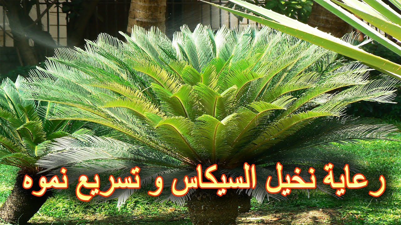 العناية بنخيل السيكاس لنمو سريع و صحي
