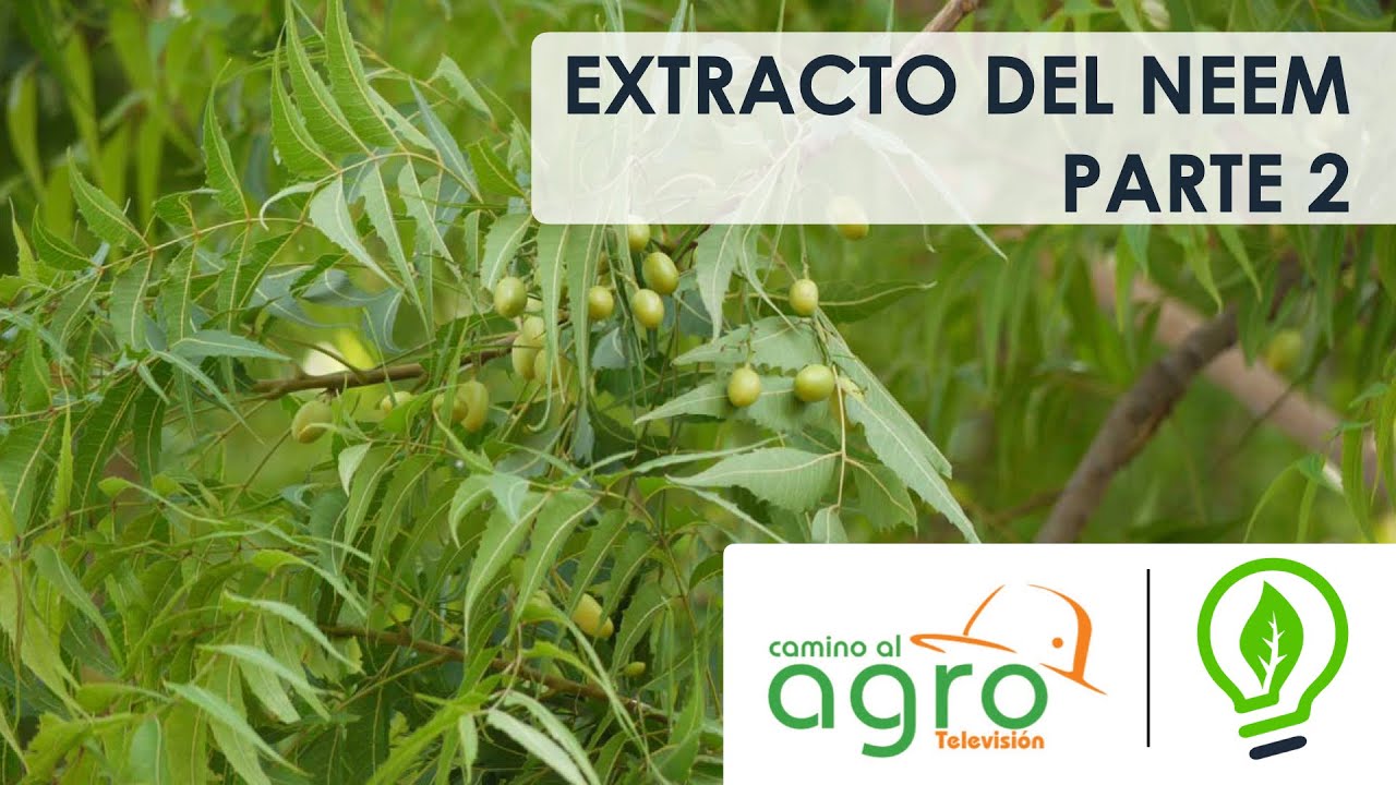 Ideas Biológicas - Extracto del Neem Parte 2 / Camino al Agro