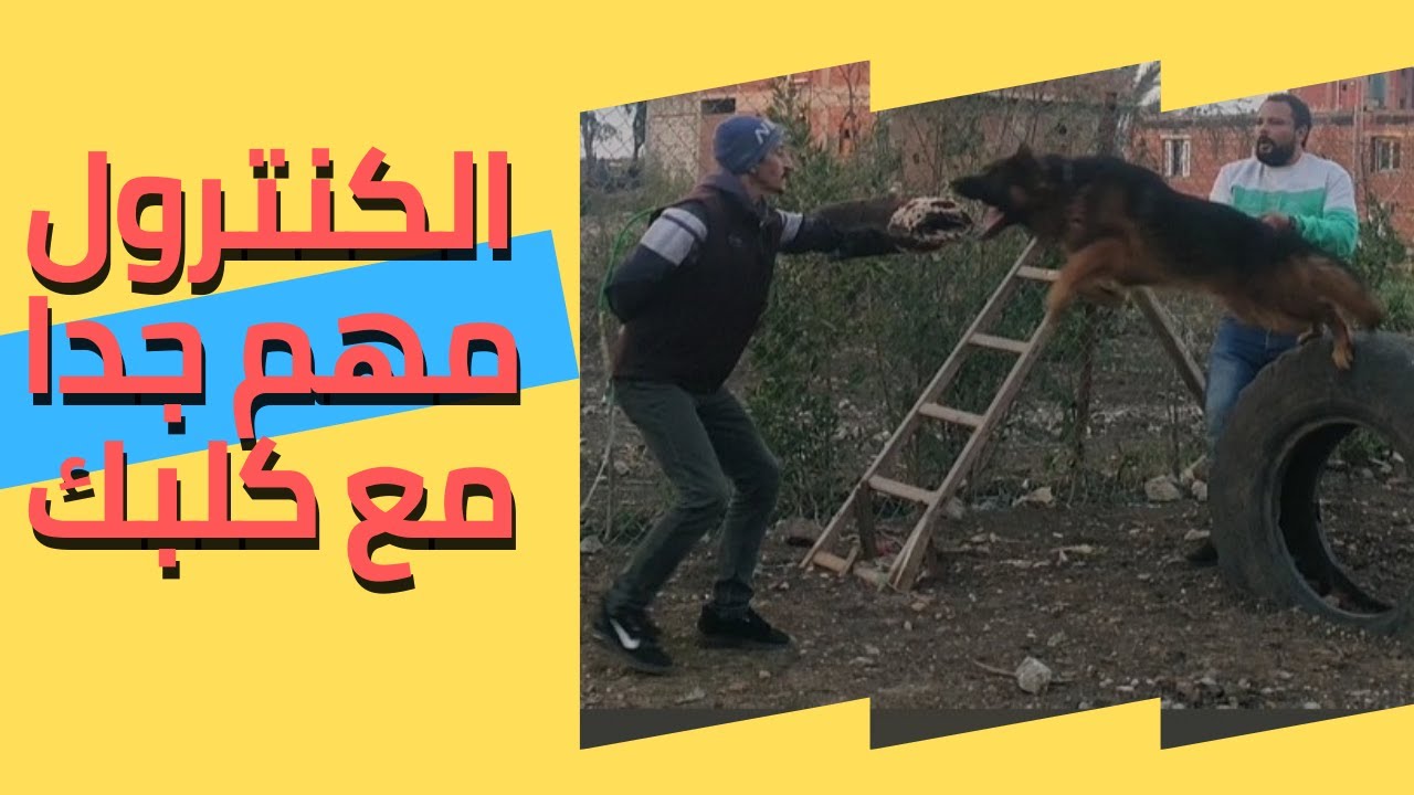 كلب جيرمن شيبرد ورك لاين مدرب على الحراسه والطاعه والرشاقة والبحث وسرعه الاداء