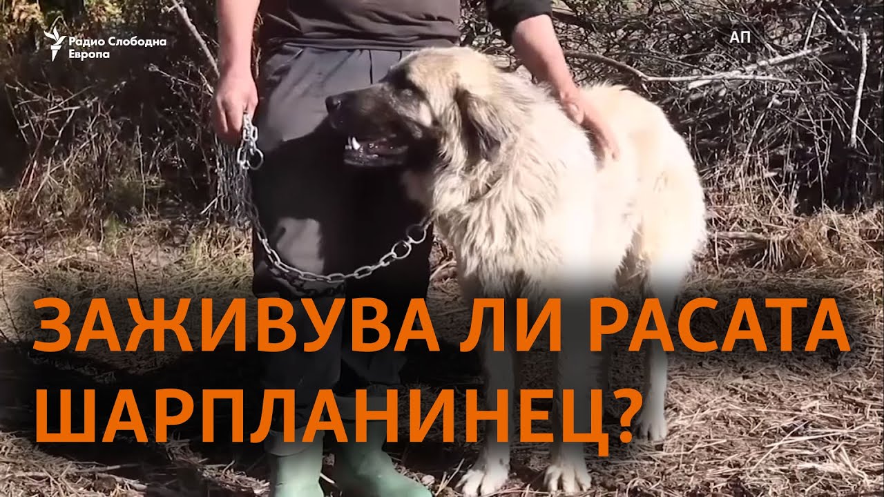 Шарпланинецот, величествена раса