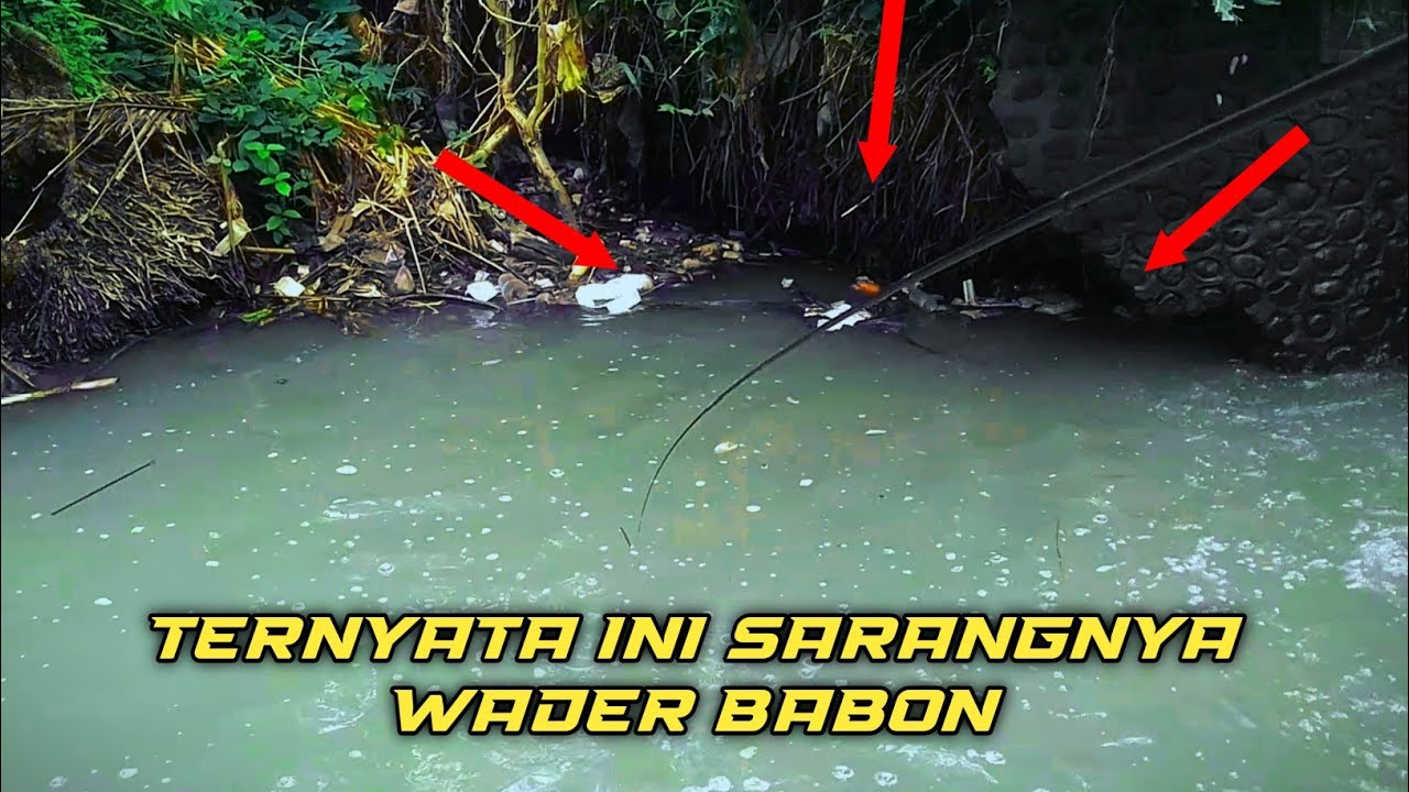 SPOT SEKECIL INI IKANYA BANYAK BANGET!!!