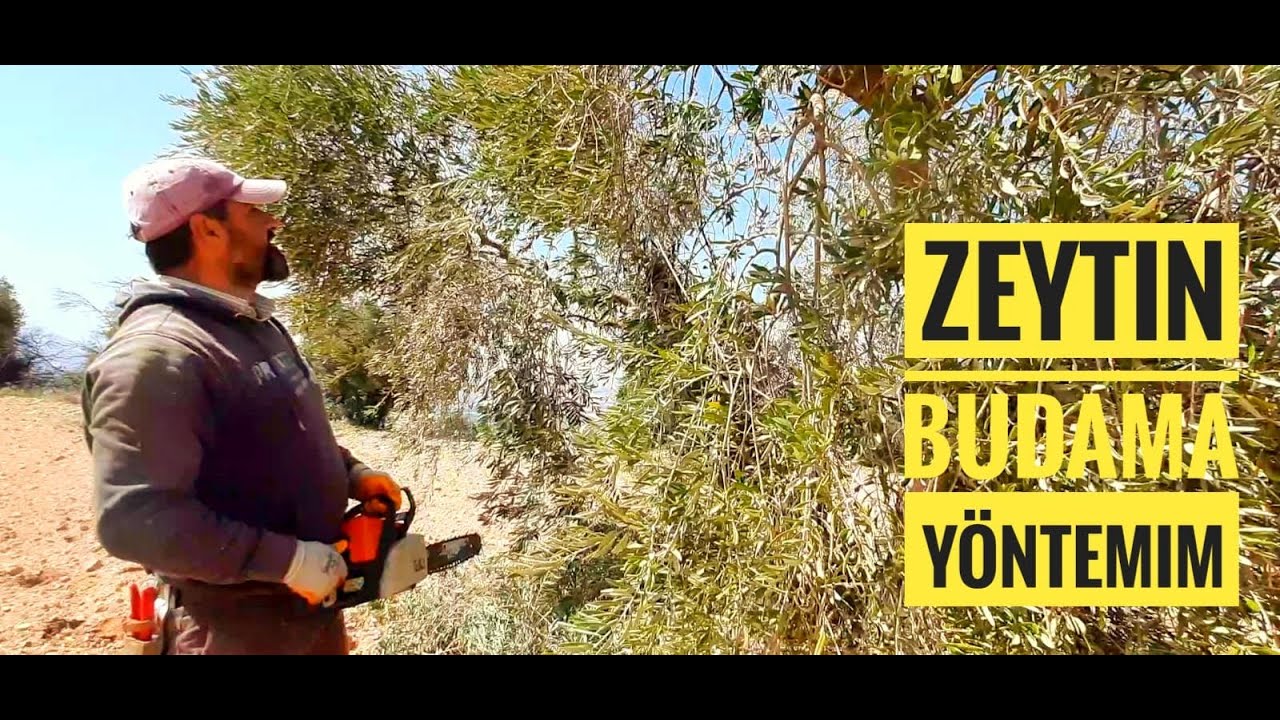 ZEYTİN BUDAMINA BAŞLADIK. ZEYTİN TESTERENİN UCUNDADIR..!