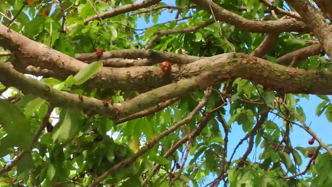 mostrando todas às frutíferas da chácara nesse vídeo 
