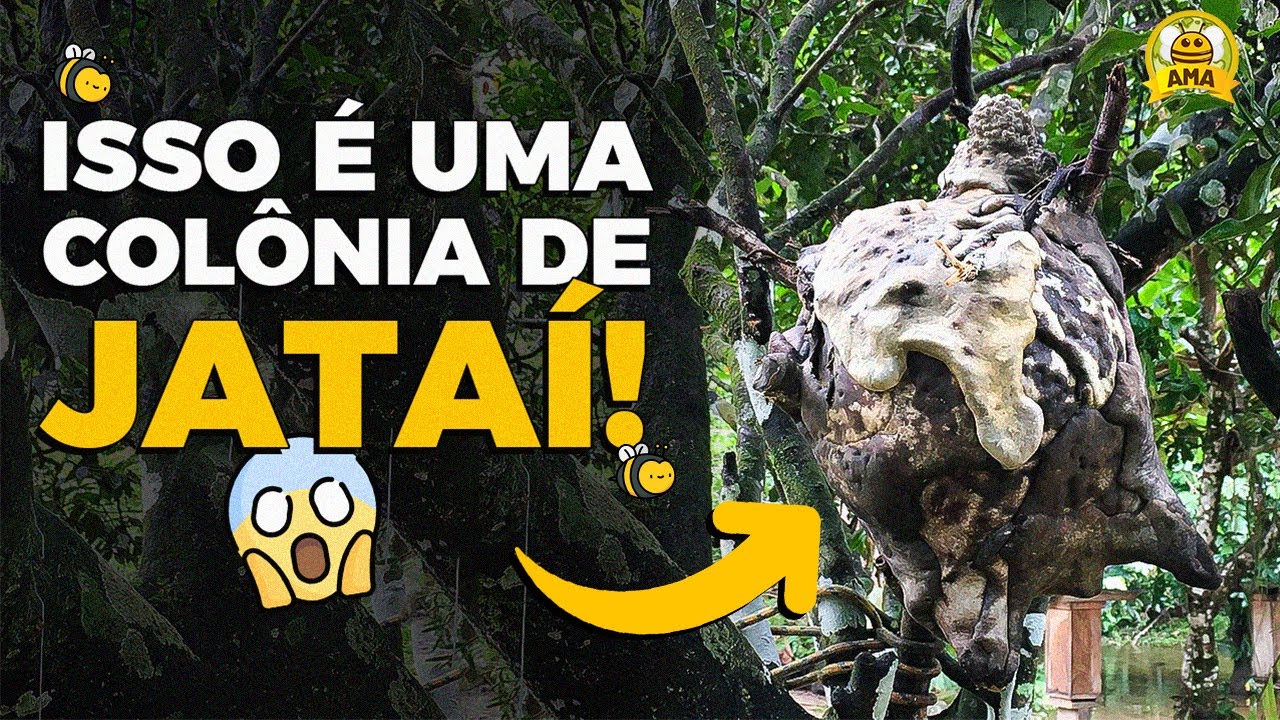 Você conhece essas 4 ESPÉCIES DE JATAÍ??? 🐝
