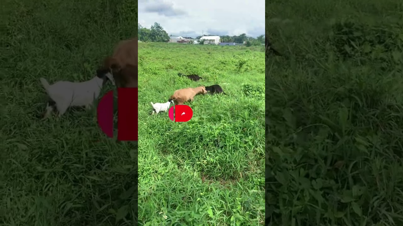 New born goat kids first day grazing #goats #jamaica #farming #livestock