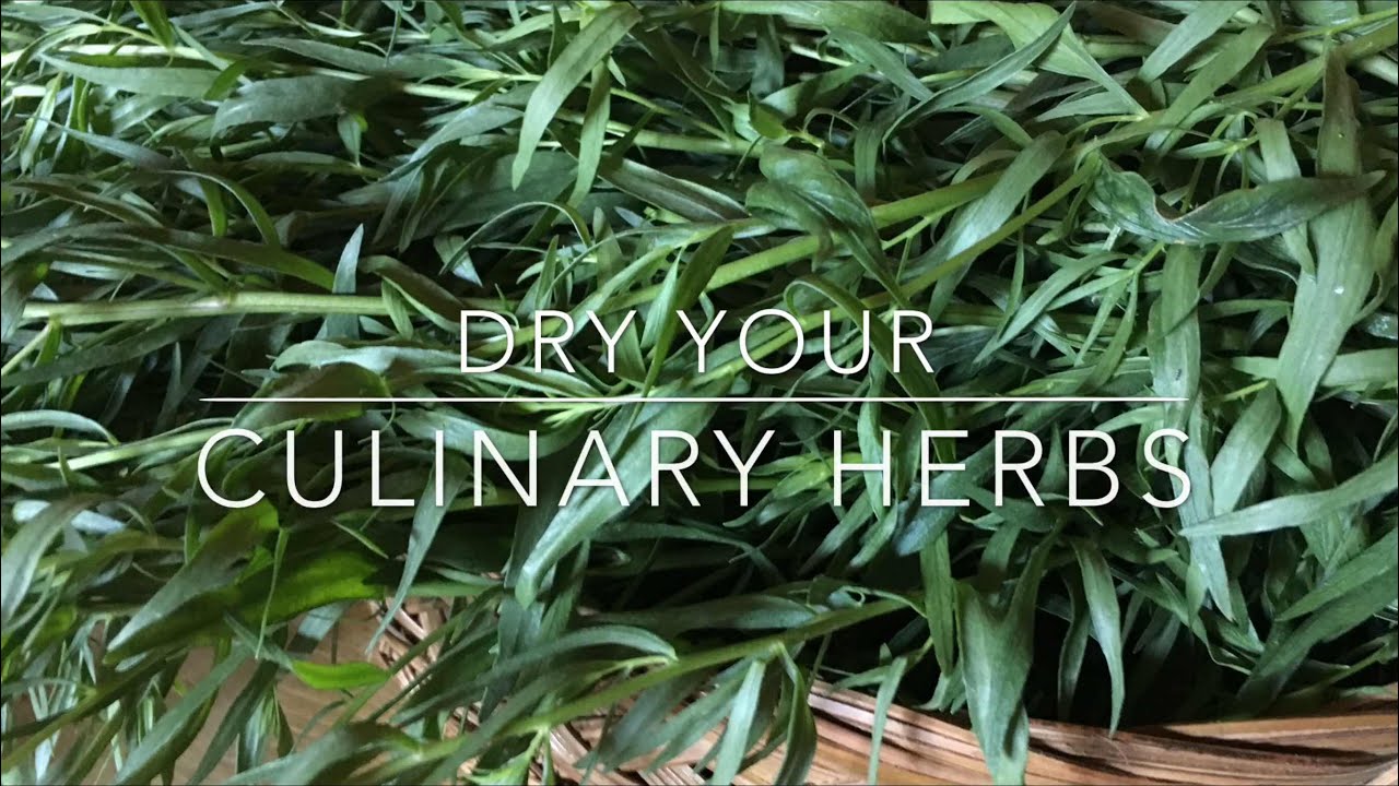 HOW TO DRY HERBS - DRY YOUR OWN CULINARY HERBS