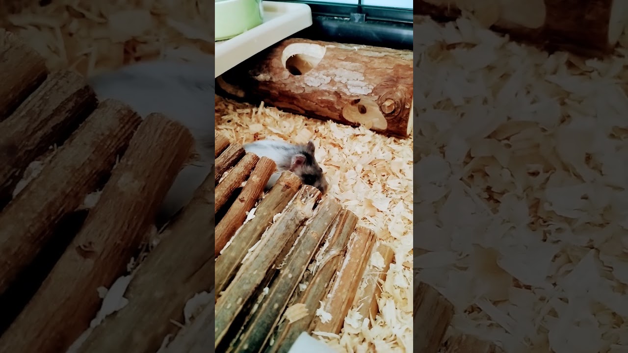 jestem naleśnikiem #gryzonie #zwierzaki #hamsters #zwierzęta #chomik #chomiki