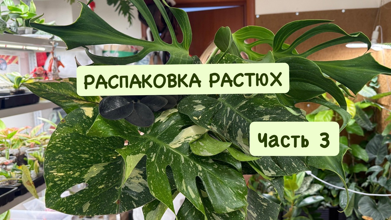 Анапакинг растений из Тайланда. Часть 3