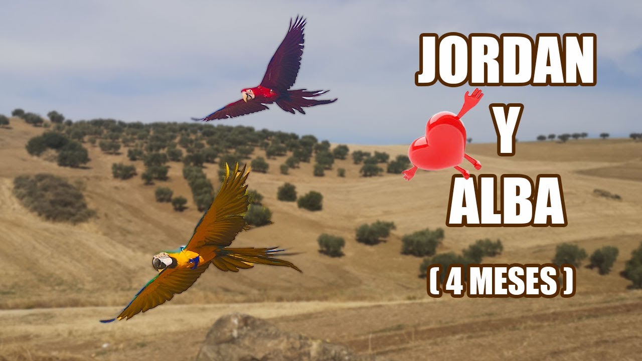 🛫 PRIMER VUELO en LIBERTAD de mi LORO!! 😱 4 MESES GUACAMAYO ARA CHLOROPTERA (ALBA)😳✈