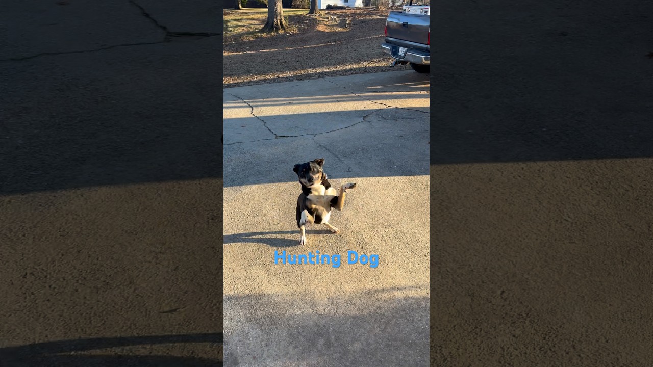 Hunting Dog 